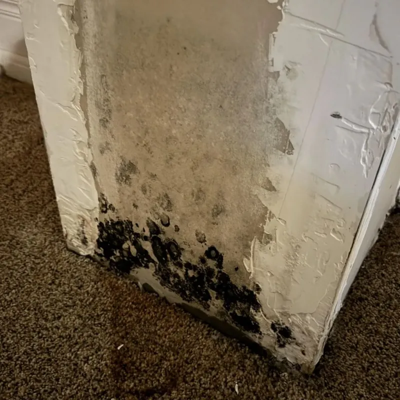 Professional Mold Removal in Coshocton, OH